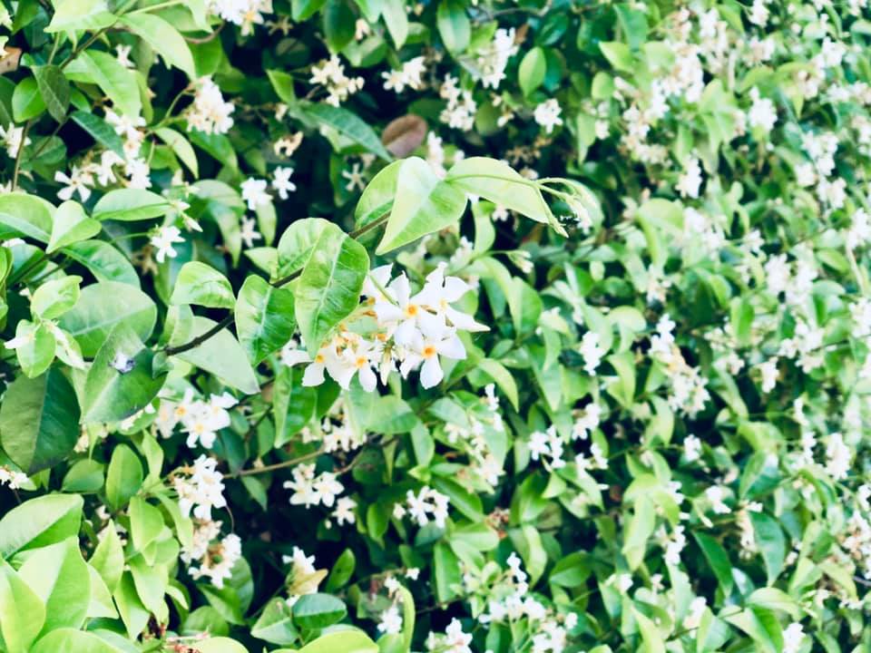 在京都，愛上了茉莉花香，香氣迷魄，溫柔篤定