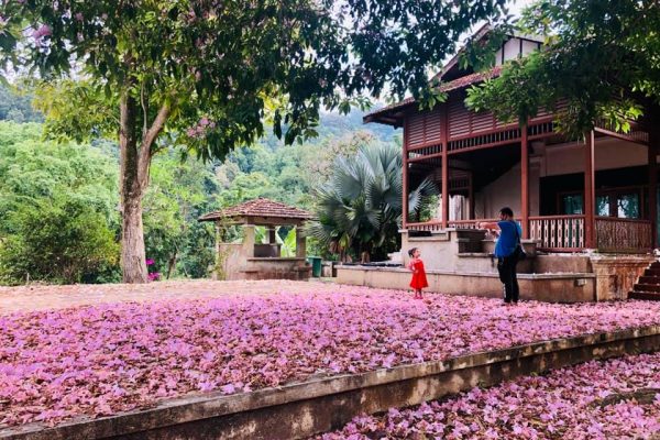 花季，與物為春，心中有景，花香满径 | 純素咖哩藜麥飯便當